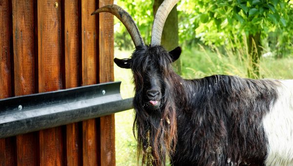 Ébourgeonnage et écornage